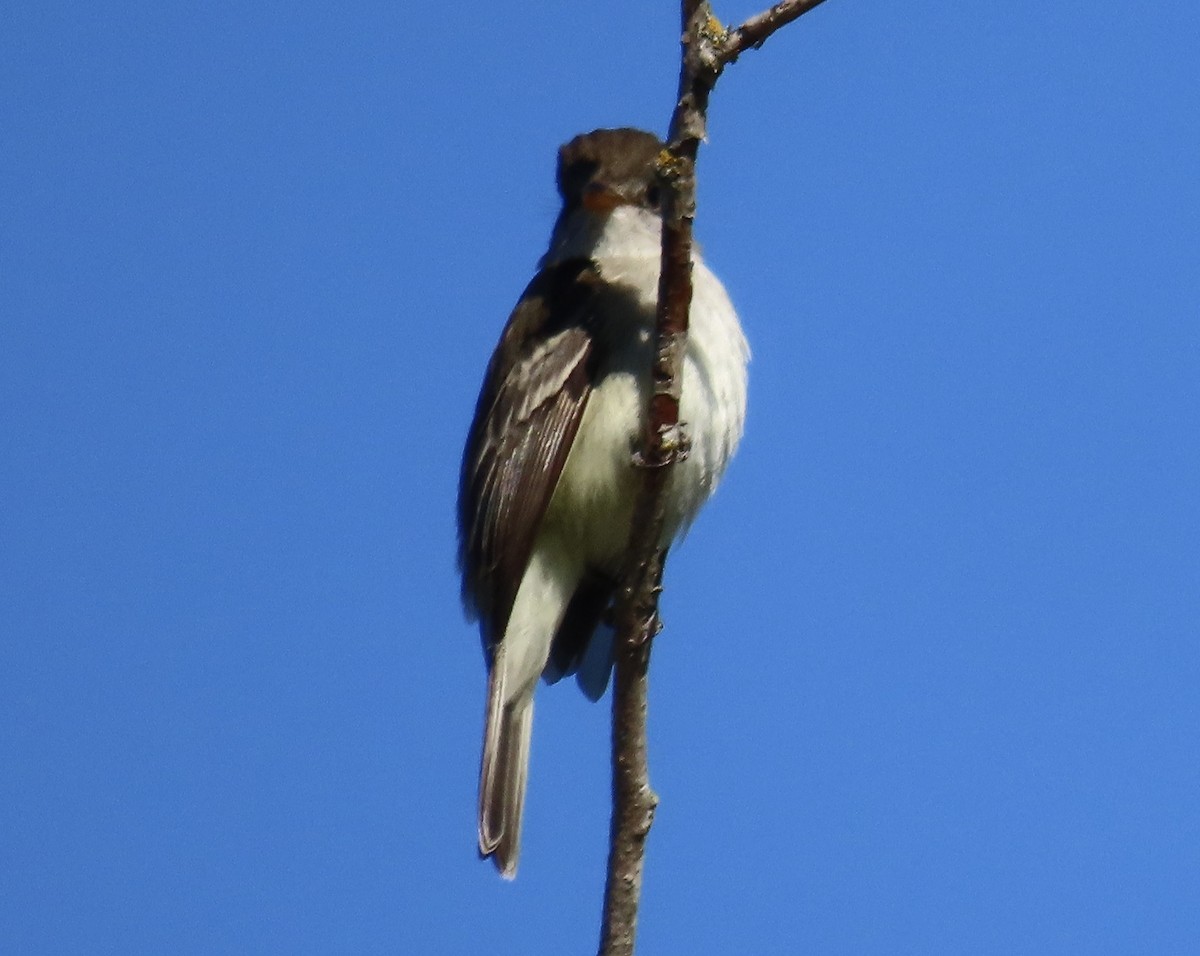 Willow Flycatcher - ML590113301