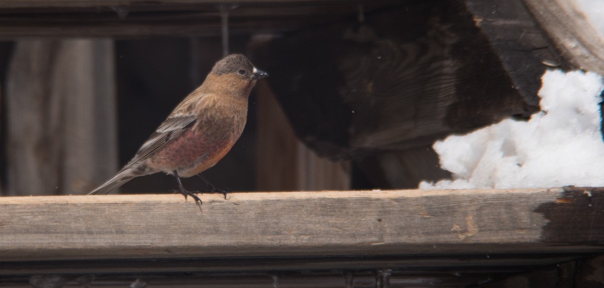 Brown-capped Rosy-Finch - ML59011341