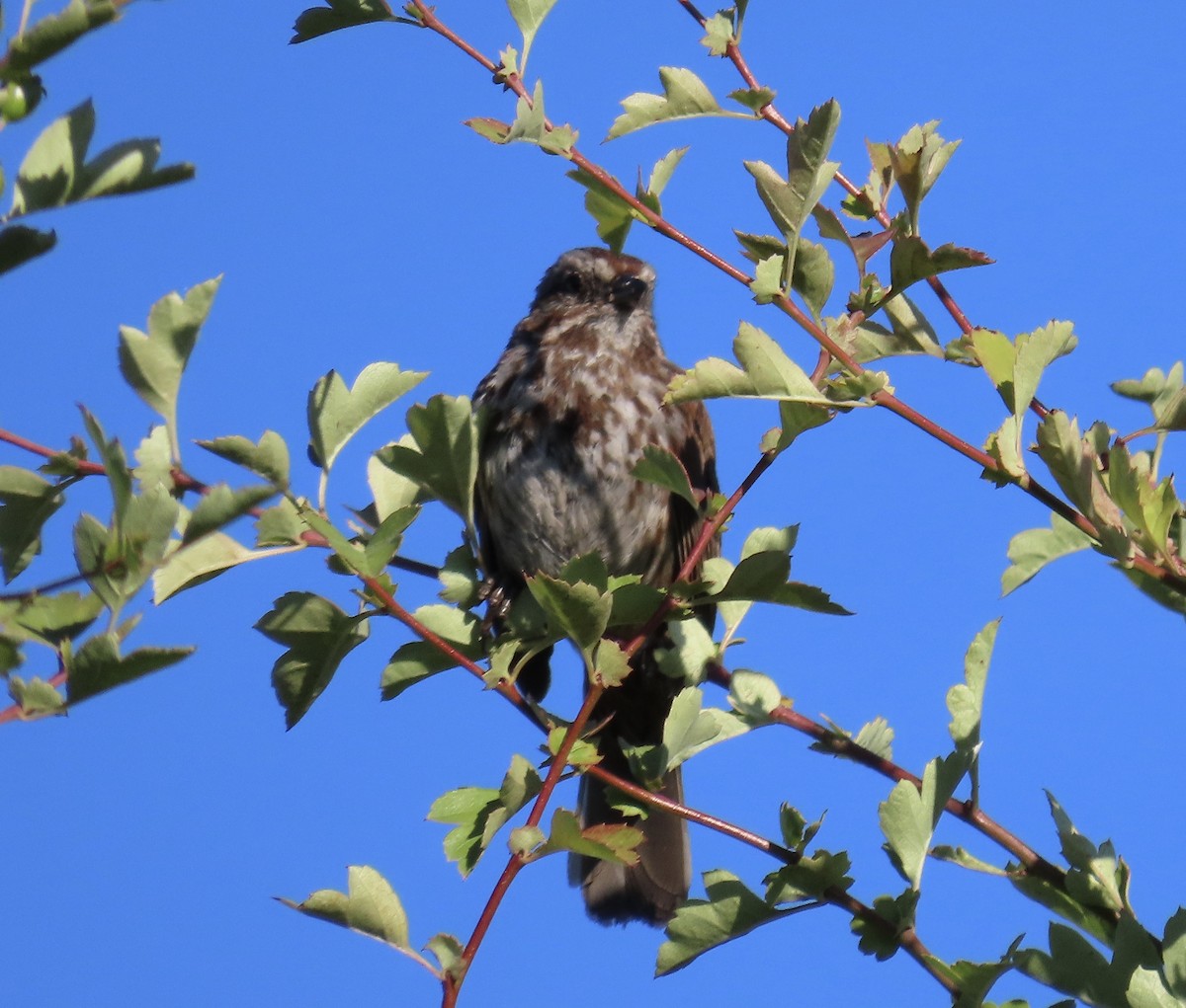 Song Sparrow - ML590113531