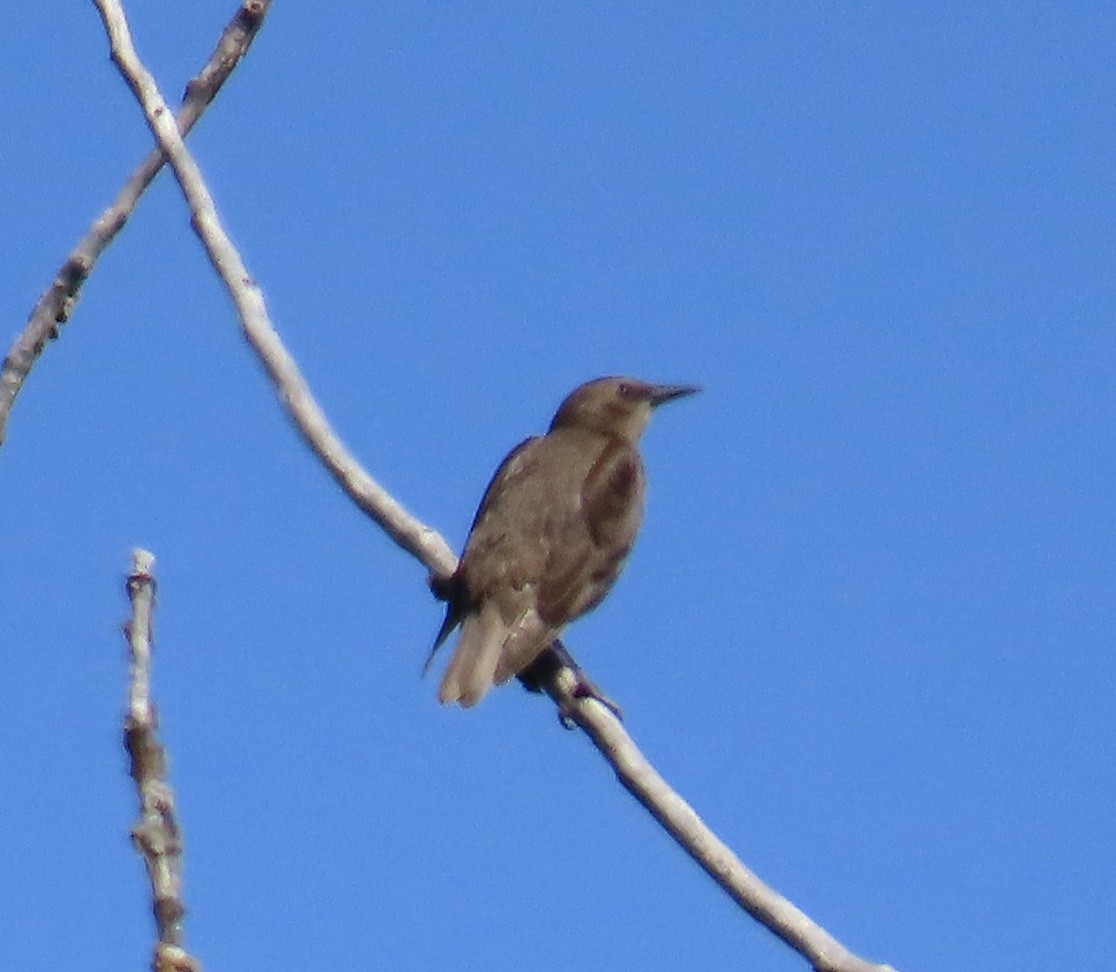 European Starling - ML590113891