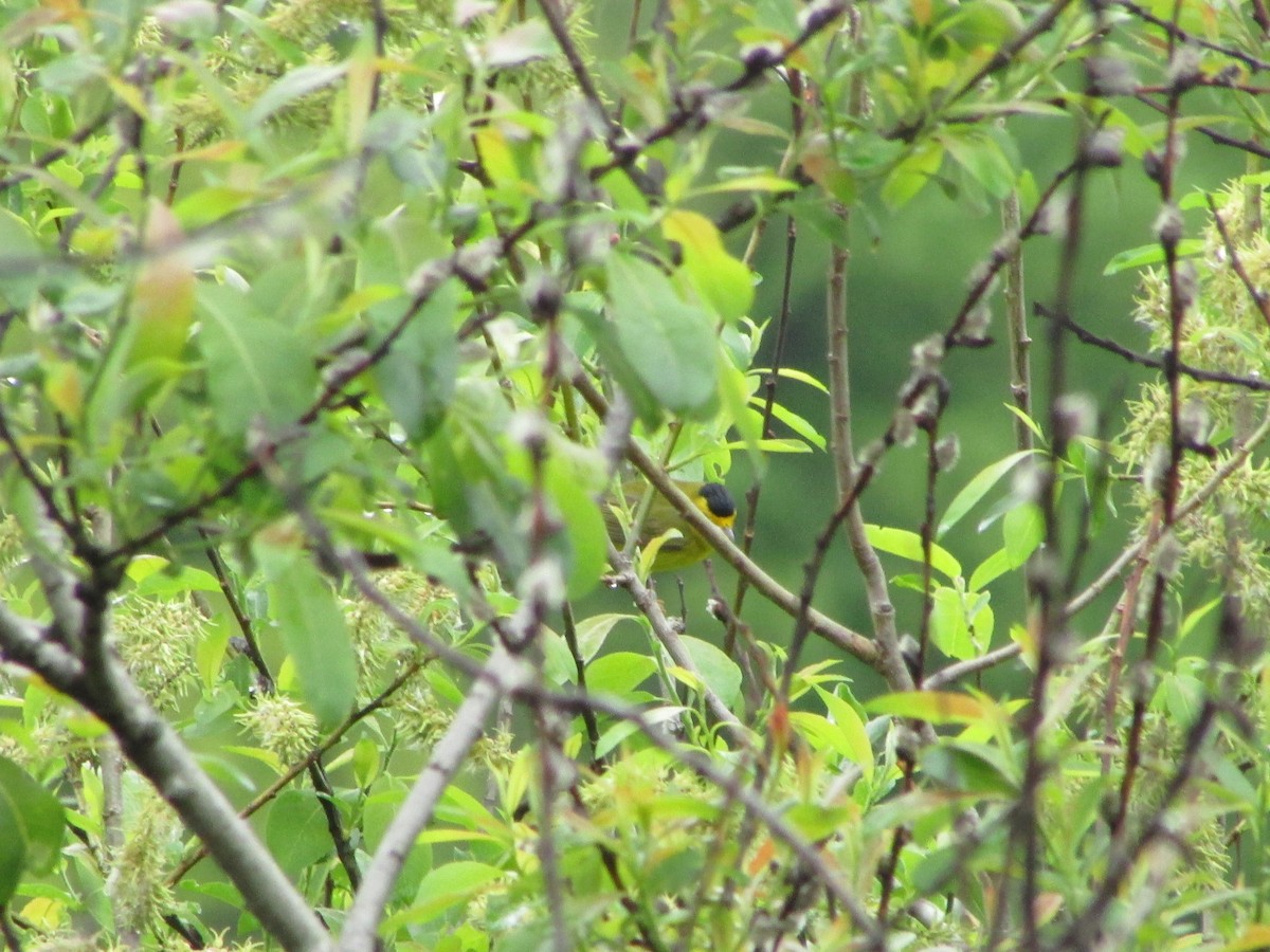 Wilson's Warbler - ML59011501