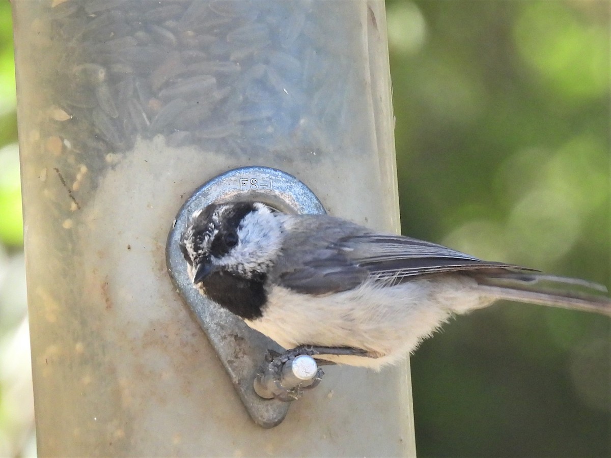 Black-capped/Mountain Chickadee - ML590115321