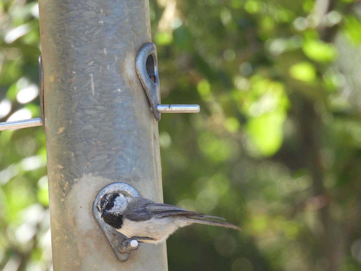 Black-capped/Mountain Chickadee - ML590115331