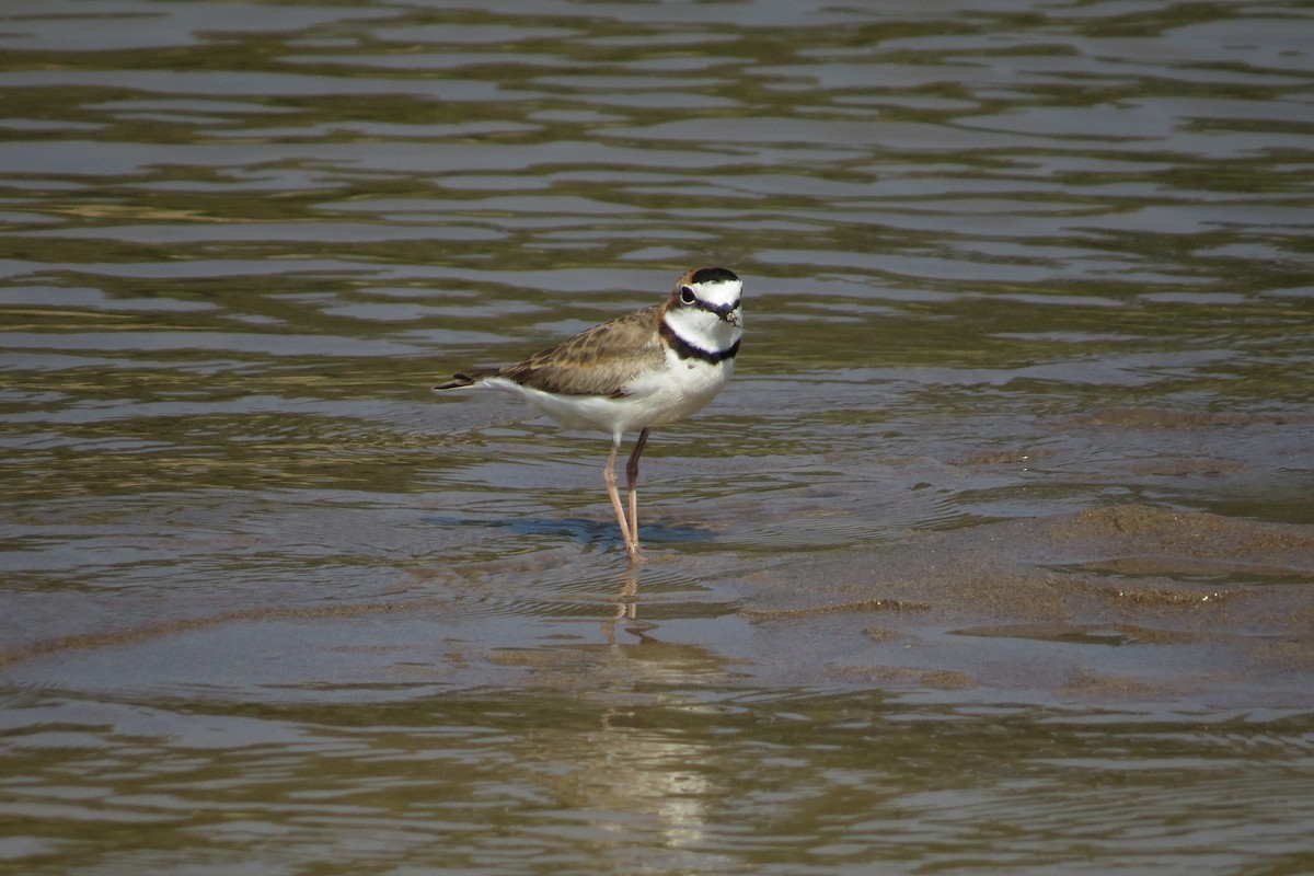 Collared Plover - ML590115561