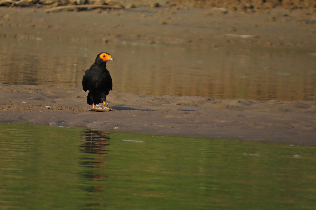 Black Caracara - ML590116631