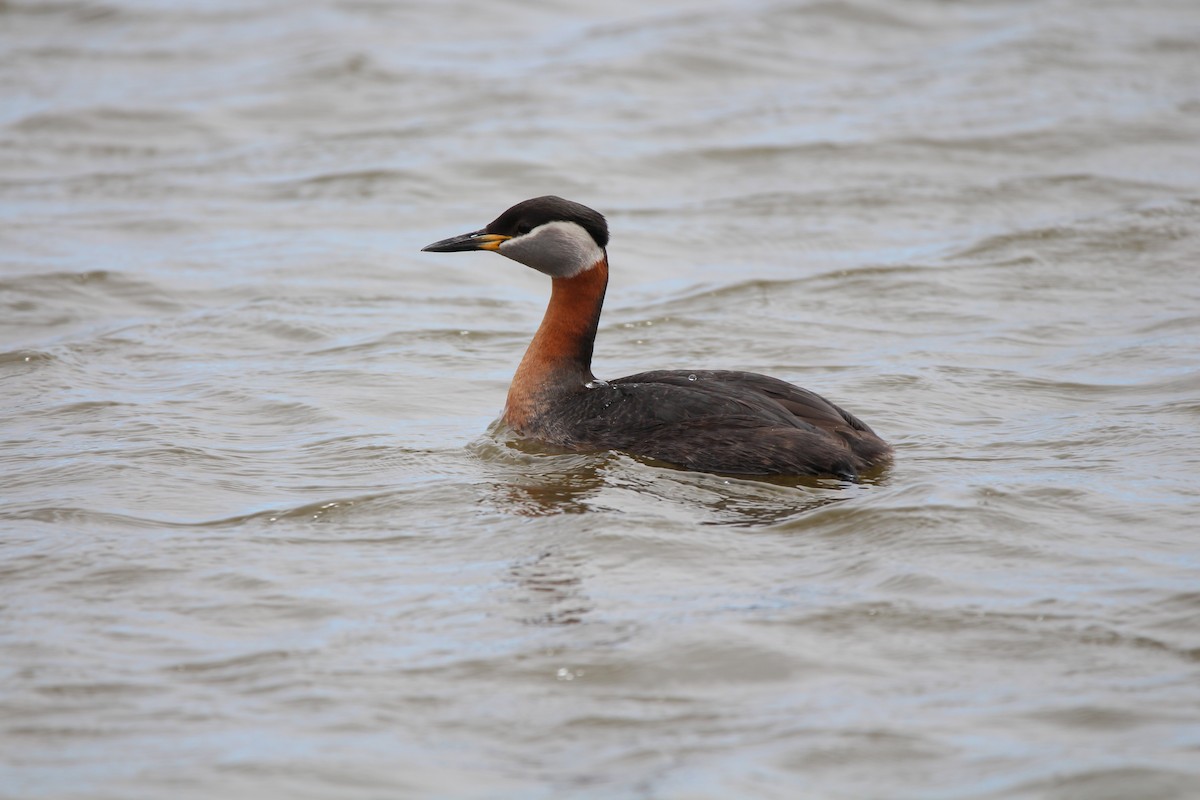 Red-necked Grebe - Richard Poort