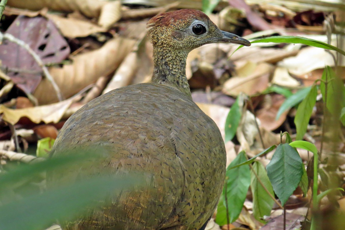 Great Tinamou - ML590117481