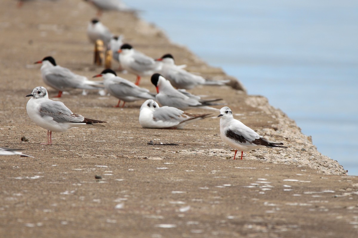 Little Gull - ML59011811