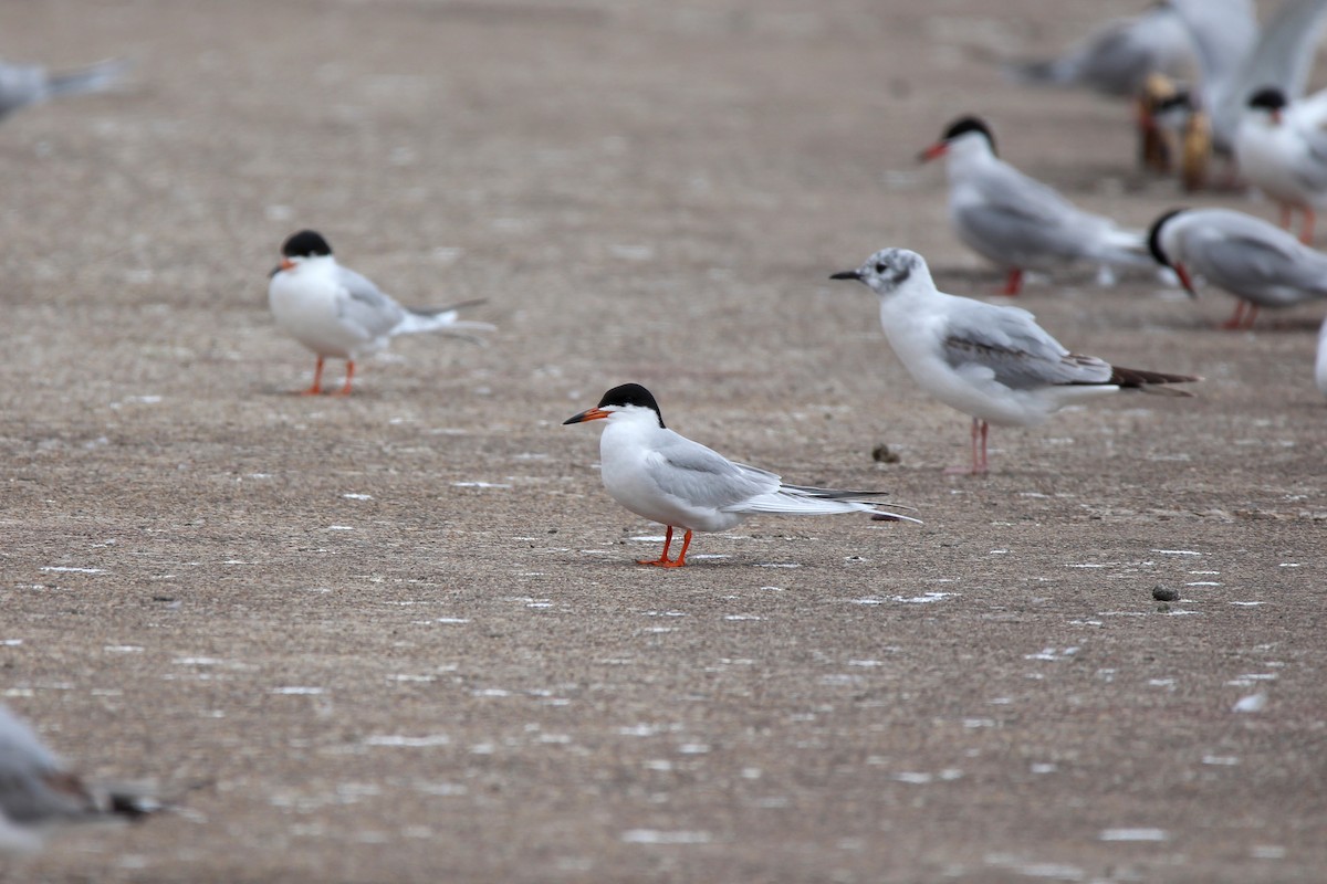 Forster's Tern - ML59011841