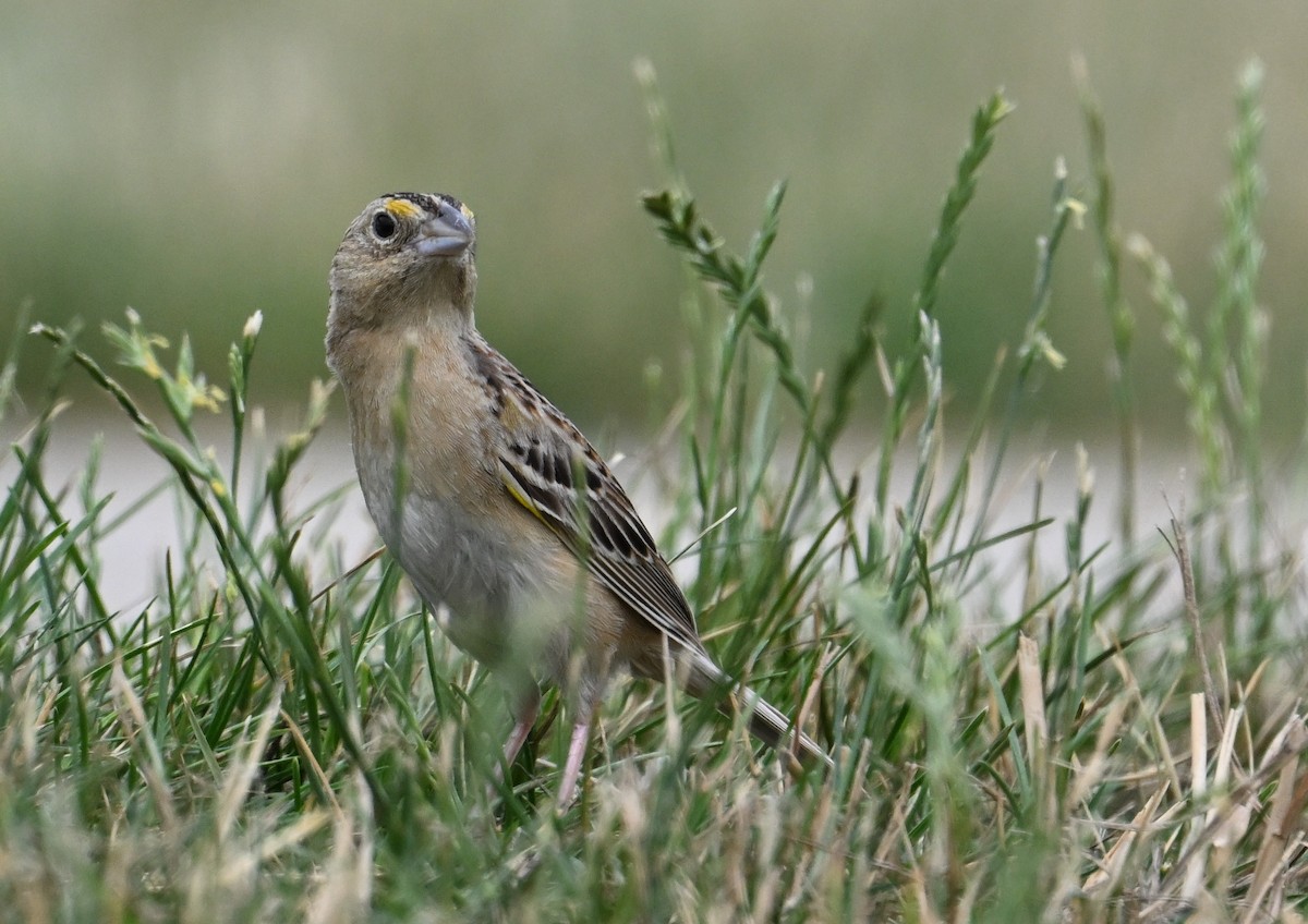 Grasshopper Sparrow - ML590120191