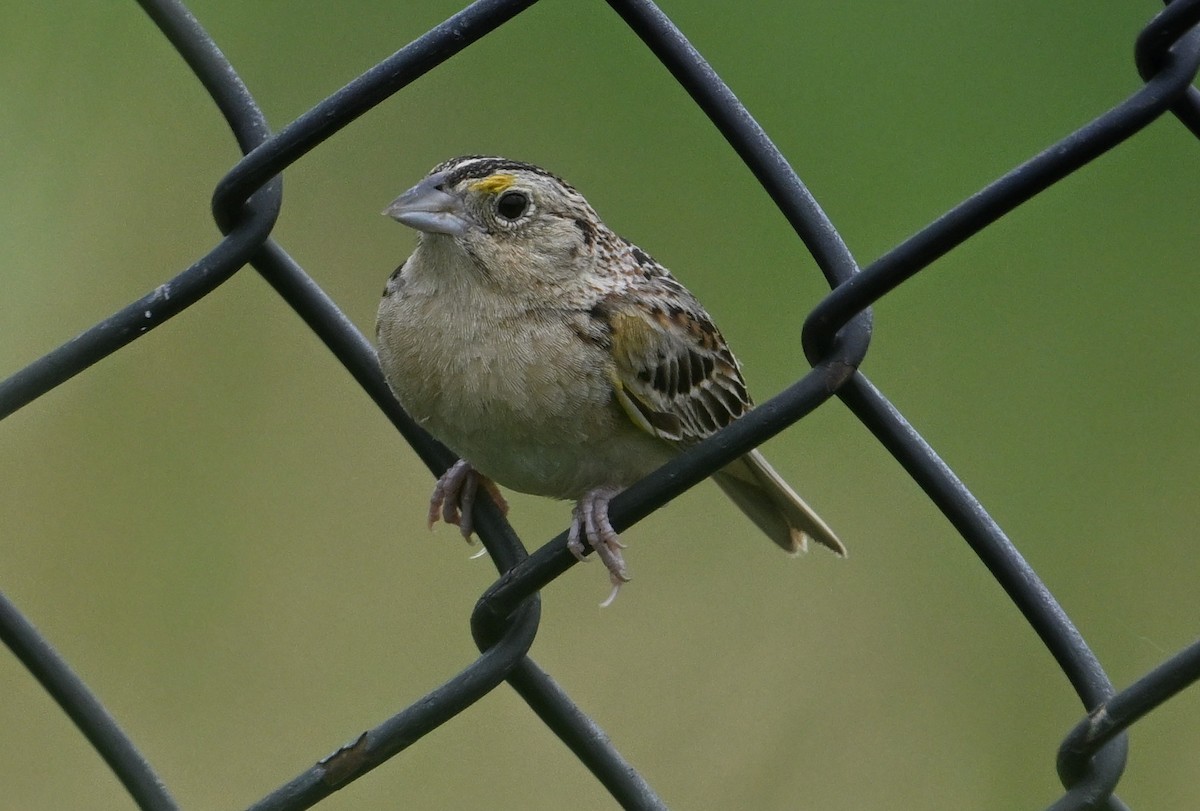 Grasshopper Sparrow - ML590120201