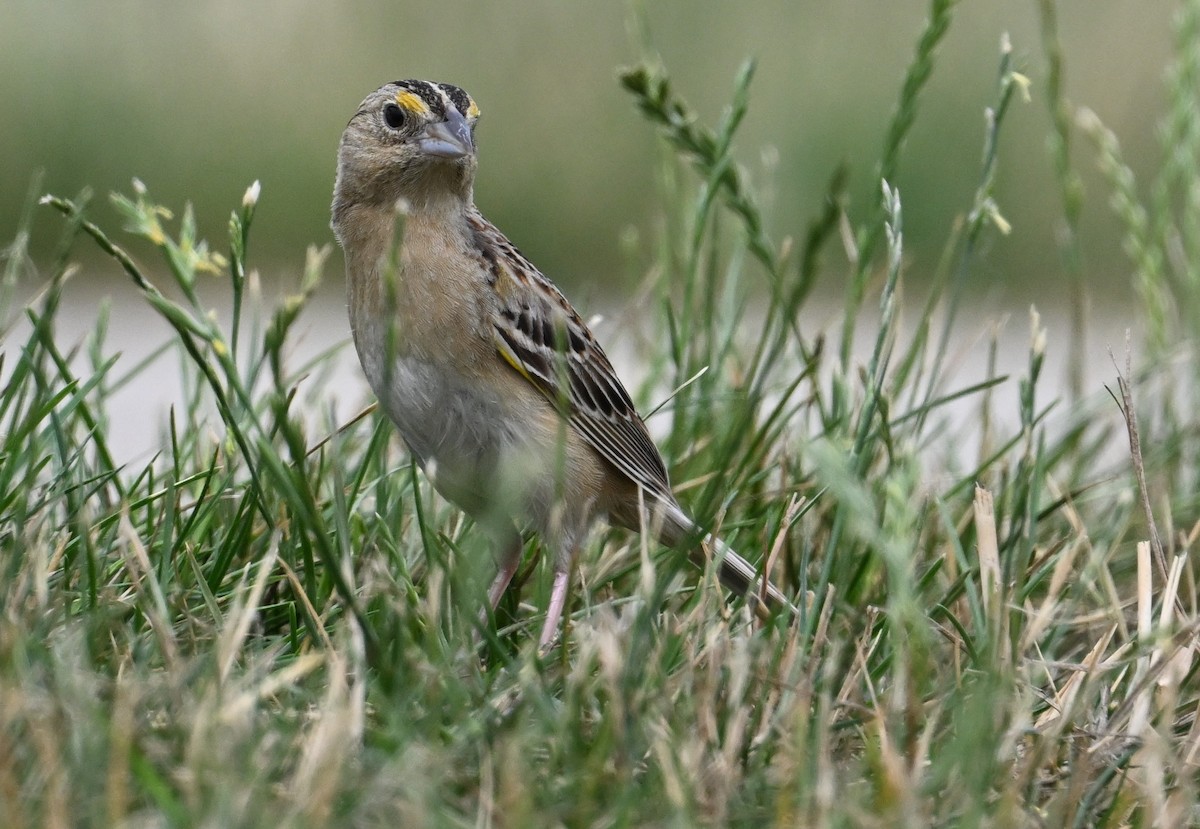 Grasshopper Sparrow - ML590120211
