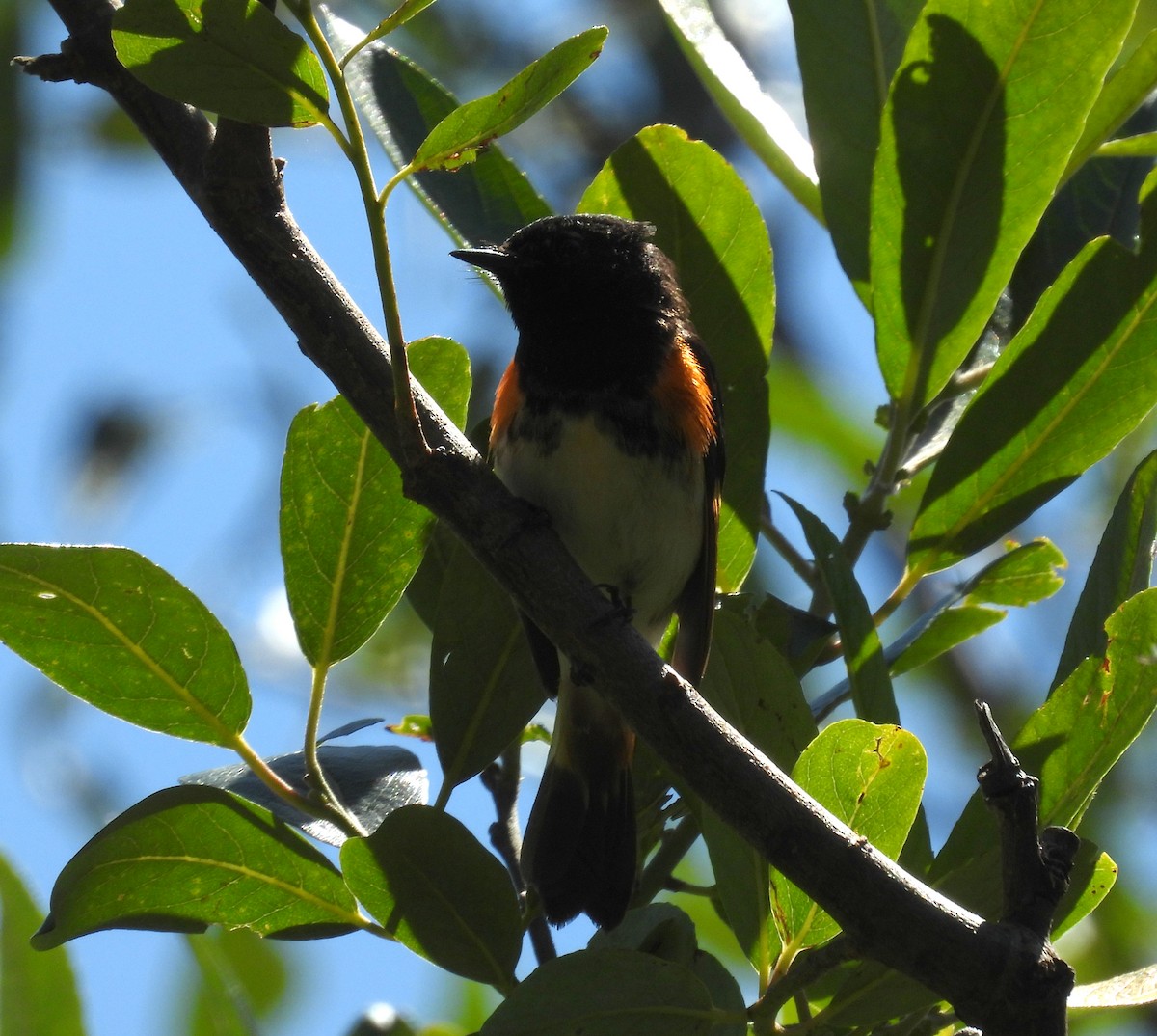 American Redstart - Jesse Conklin