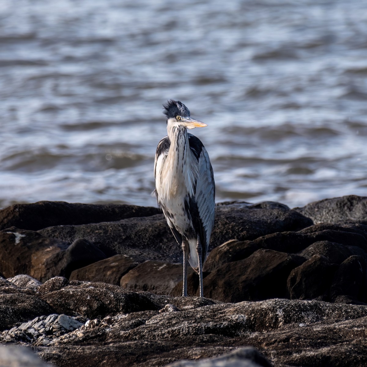 Cocoi Heron - Santiago Chávez