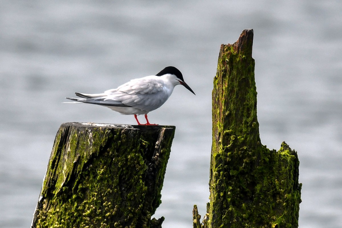 Roseate Tern - ML590120941