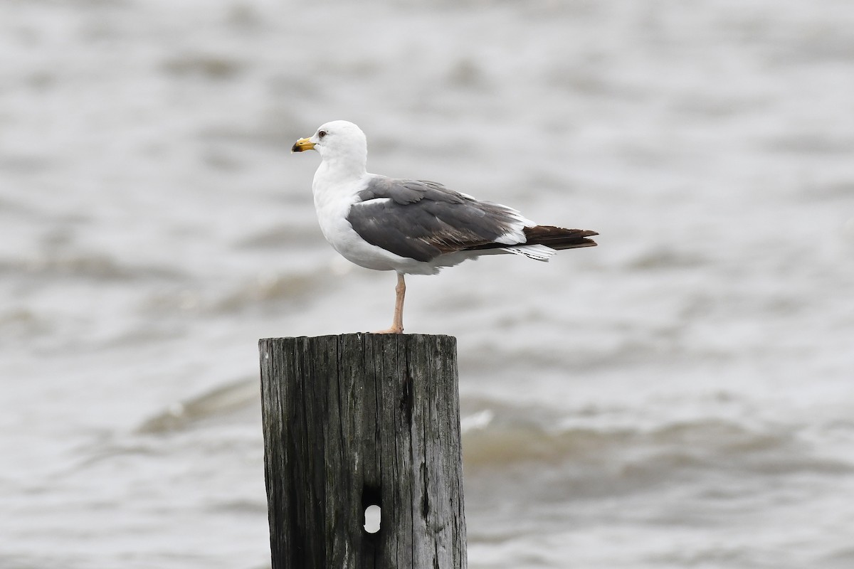 Lesser Black-backed Gull - ML590121041