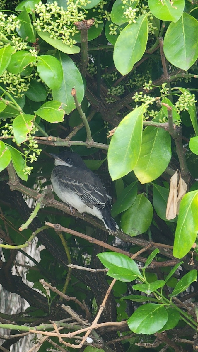 Eastern Kingbird - ML590121491