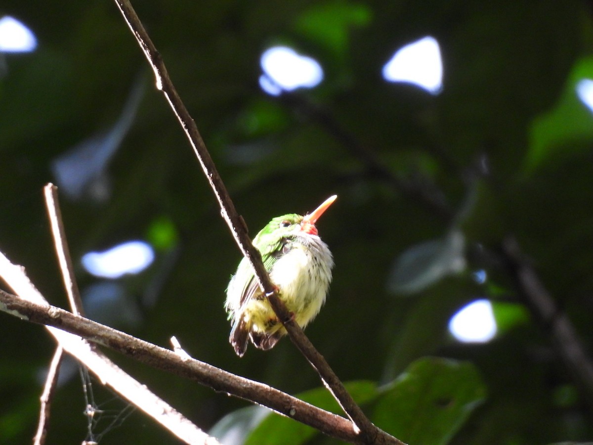 Puerto Rican Tody - ML590121941