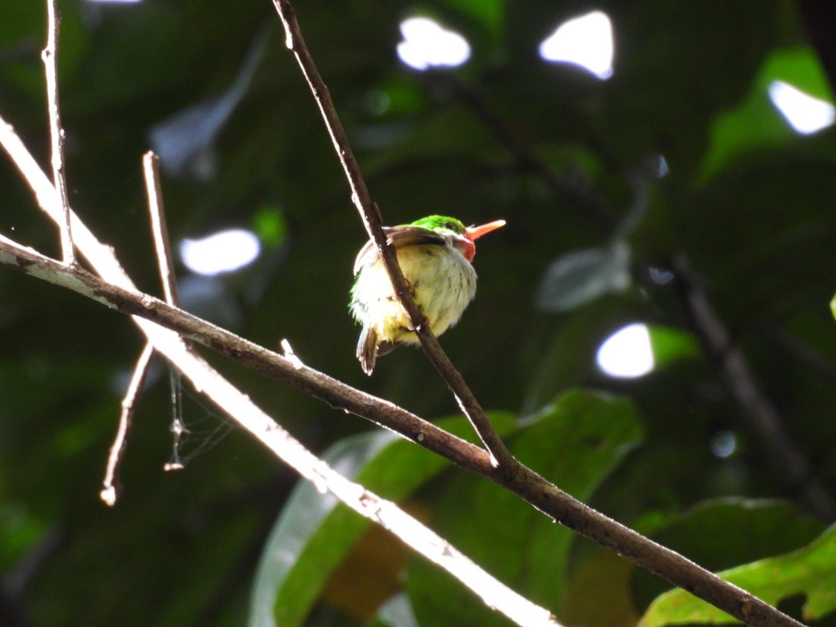 Puerto Rican Tody - ML590121951