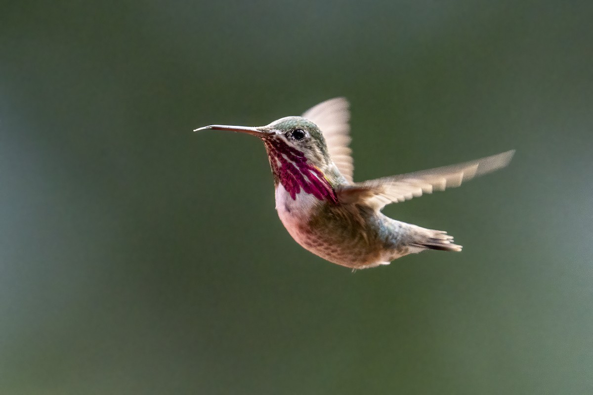 Calliope Hummingbird - Miles Tindal