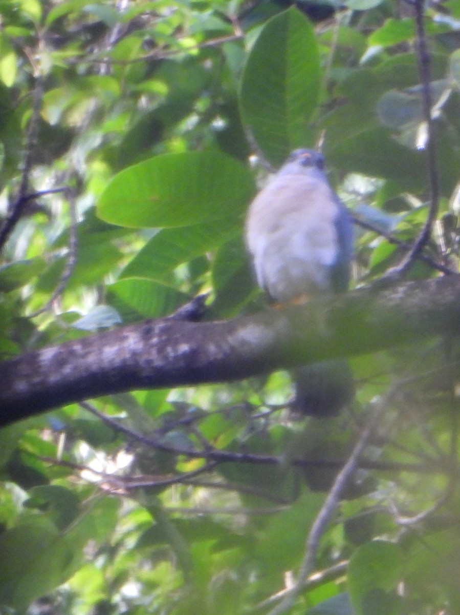 Spot-tailed Goshawk - ML590123081