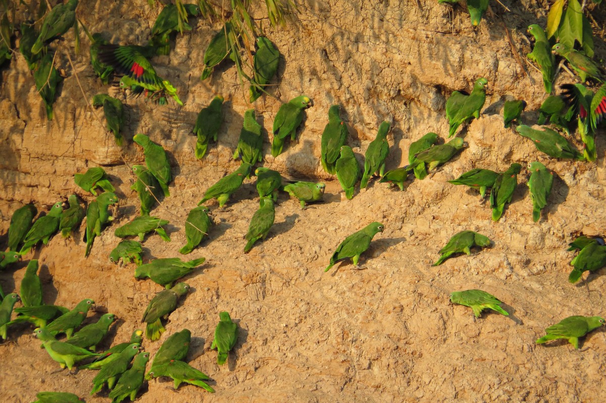 Yellow-crowned Parrot - ML590123111