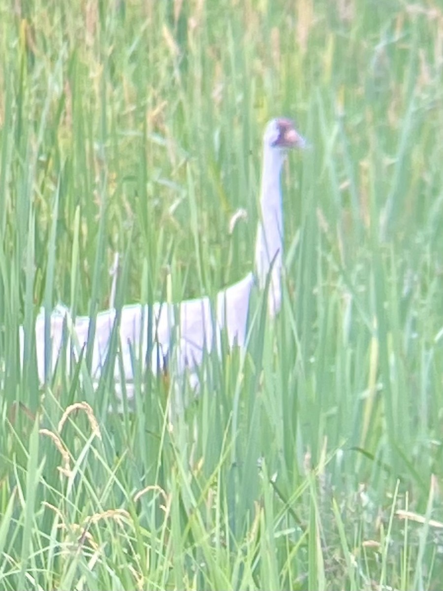 Whooping Crane - ML590125561