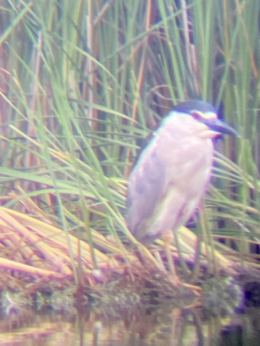 Black-crowned Night Heron - ML590125911