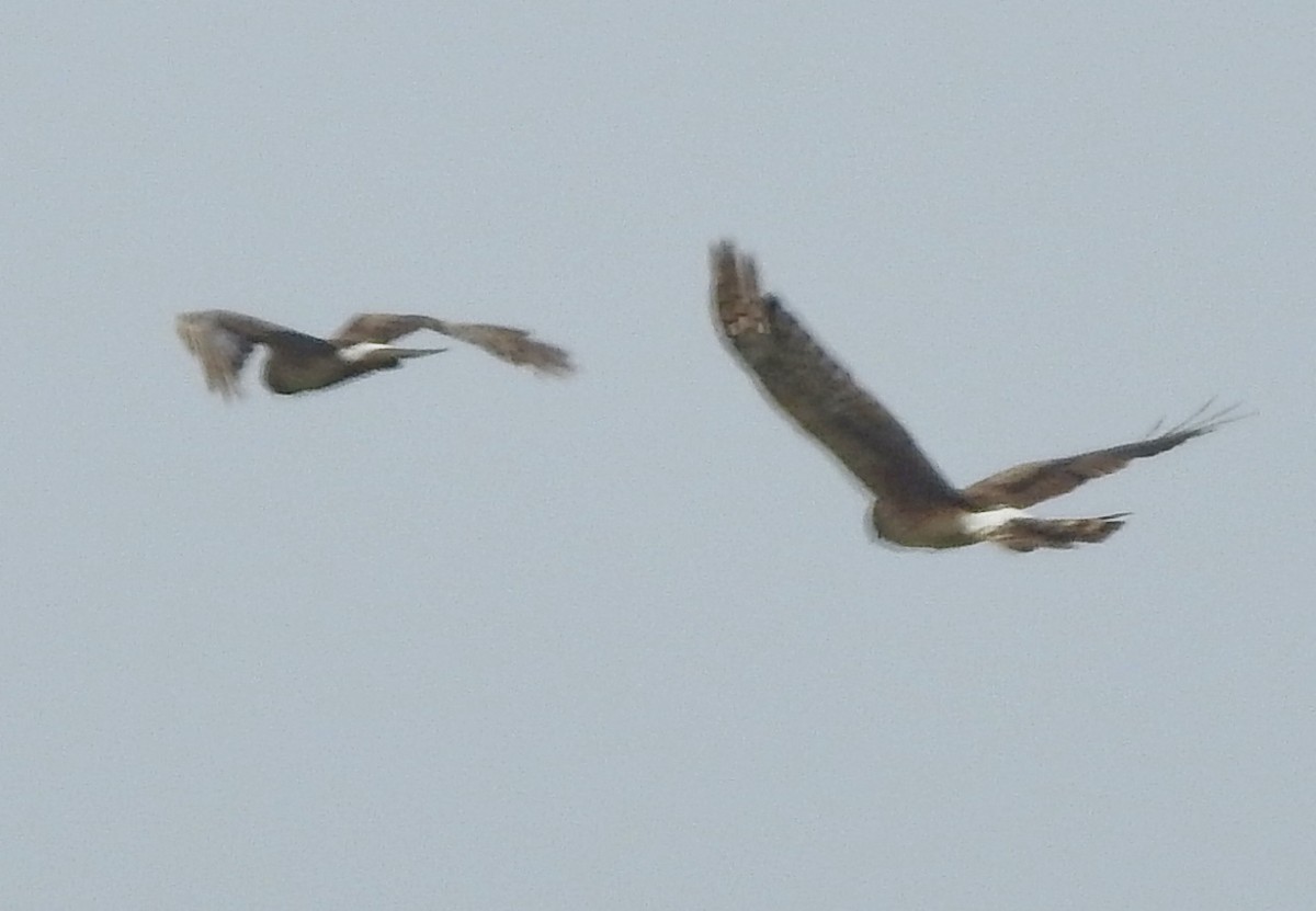 Northern Harrier - Barbara Dye