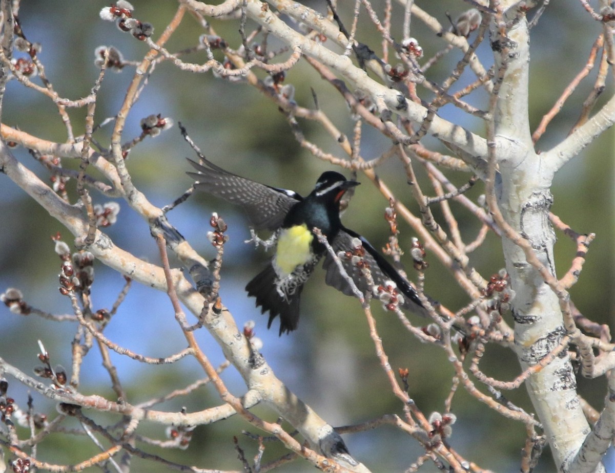 Williamson's Sapsucker - ML590127901