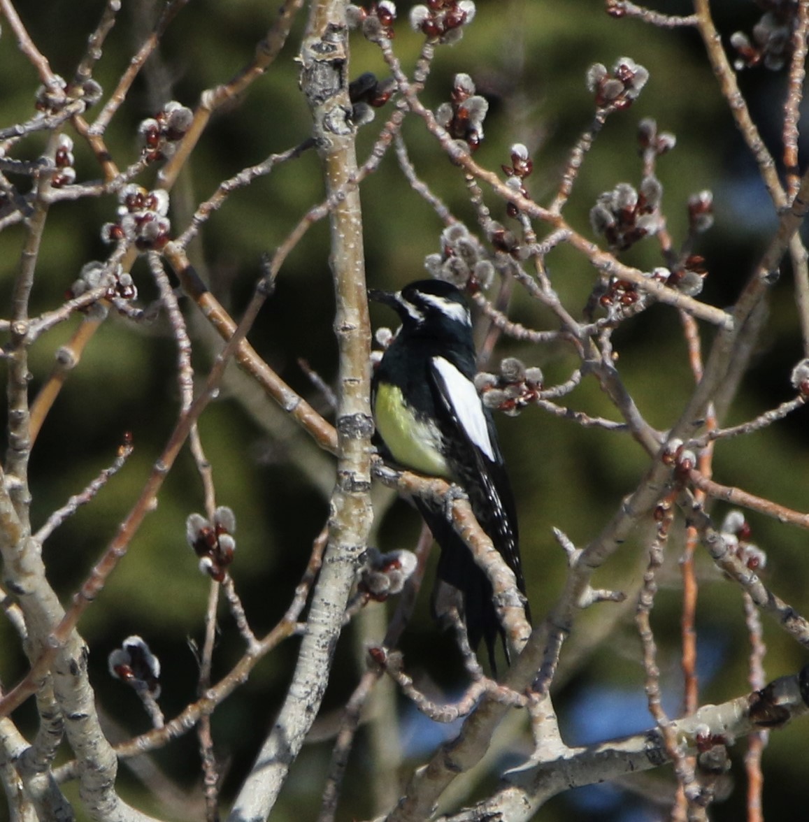 Williamson's Sapsucker - ML590127941