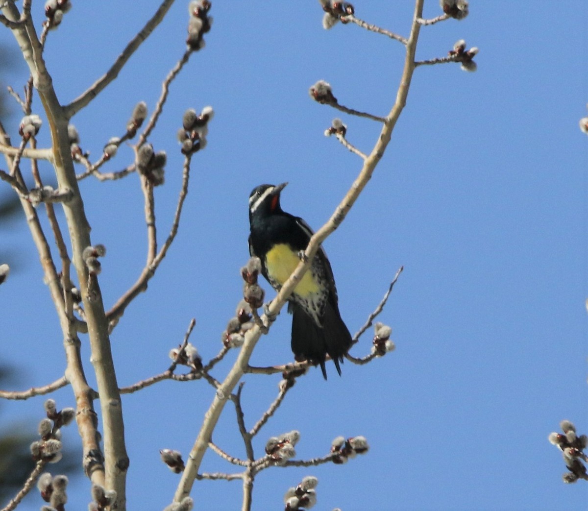 Williamson's Sapsucker - ML590127961