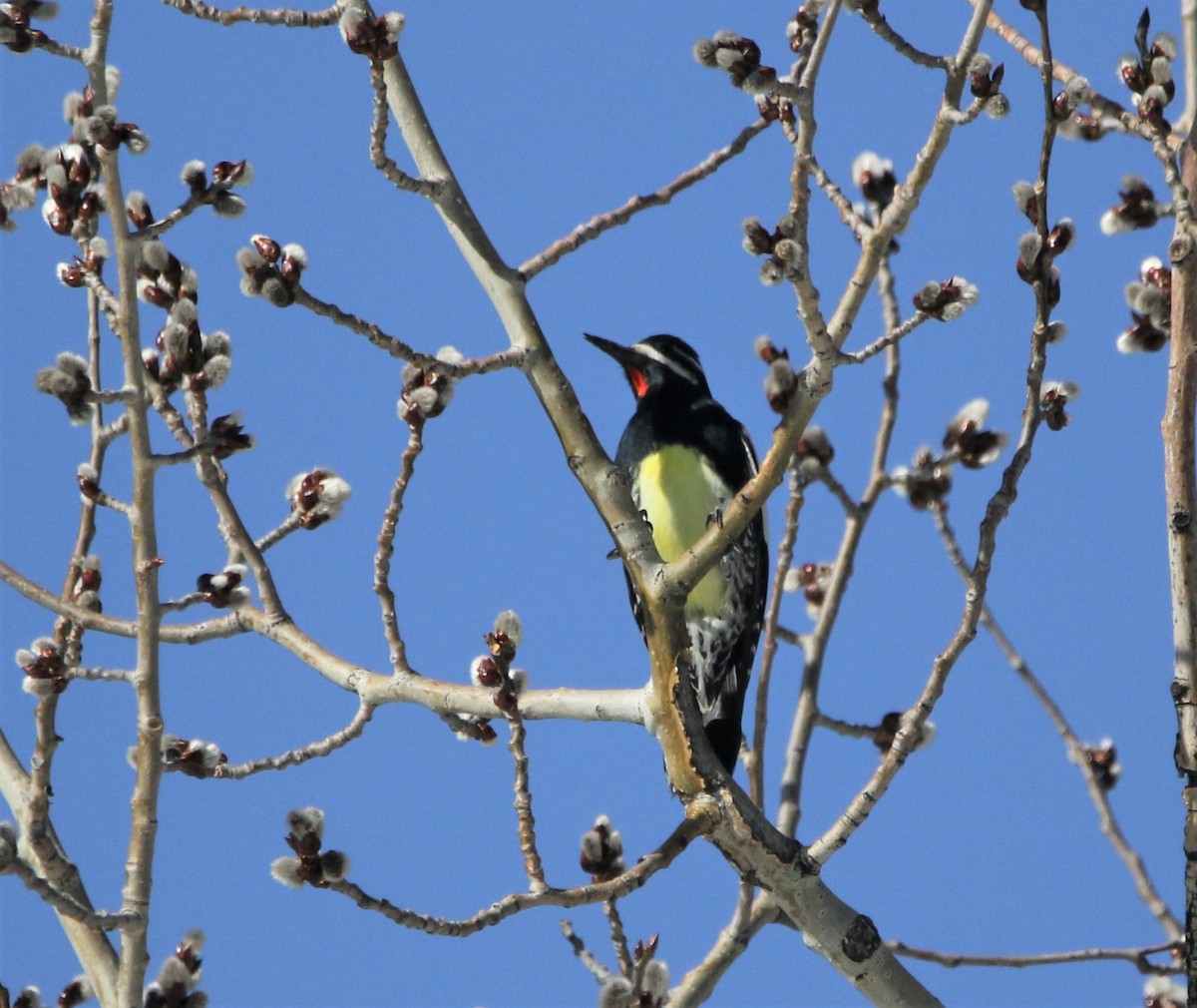 Williamson's Sapsucker - ML590127981