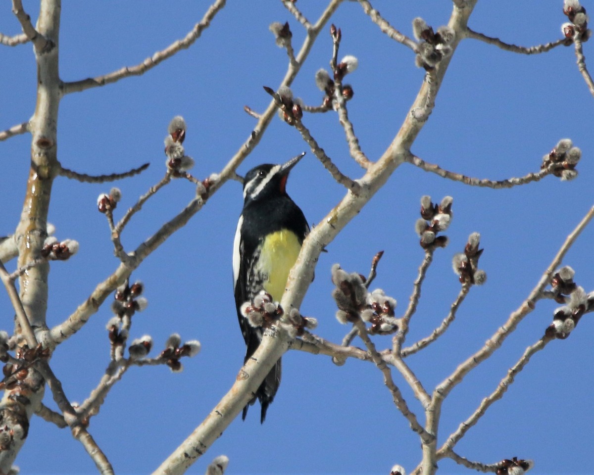 Williamson's Sapsucker - ML590127991