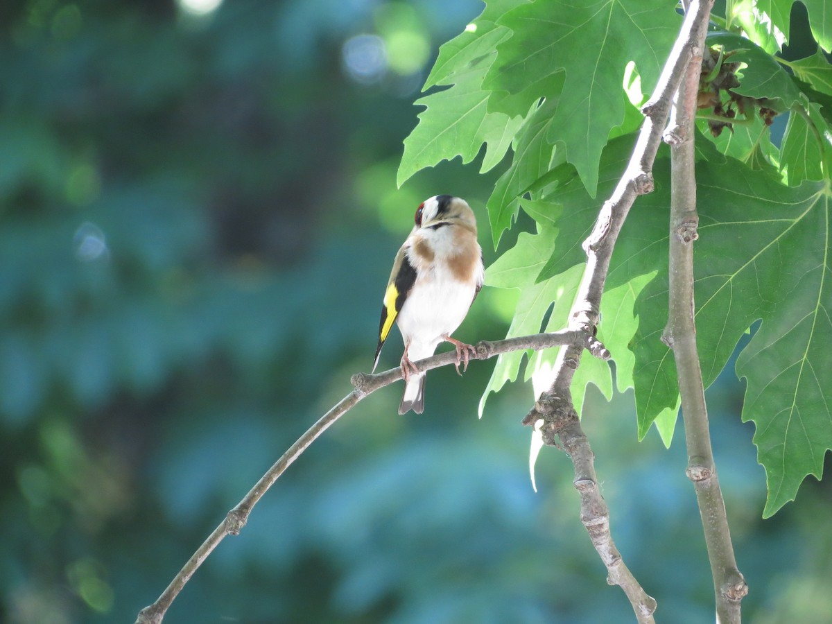 European Goldfinch - ML590128911