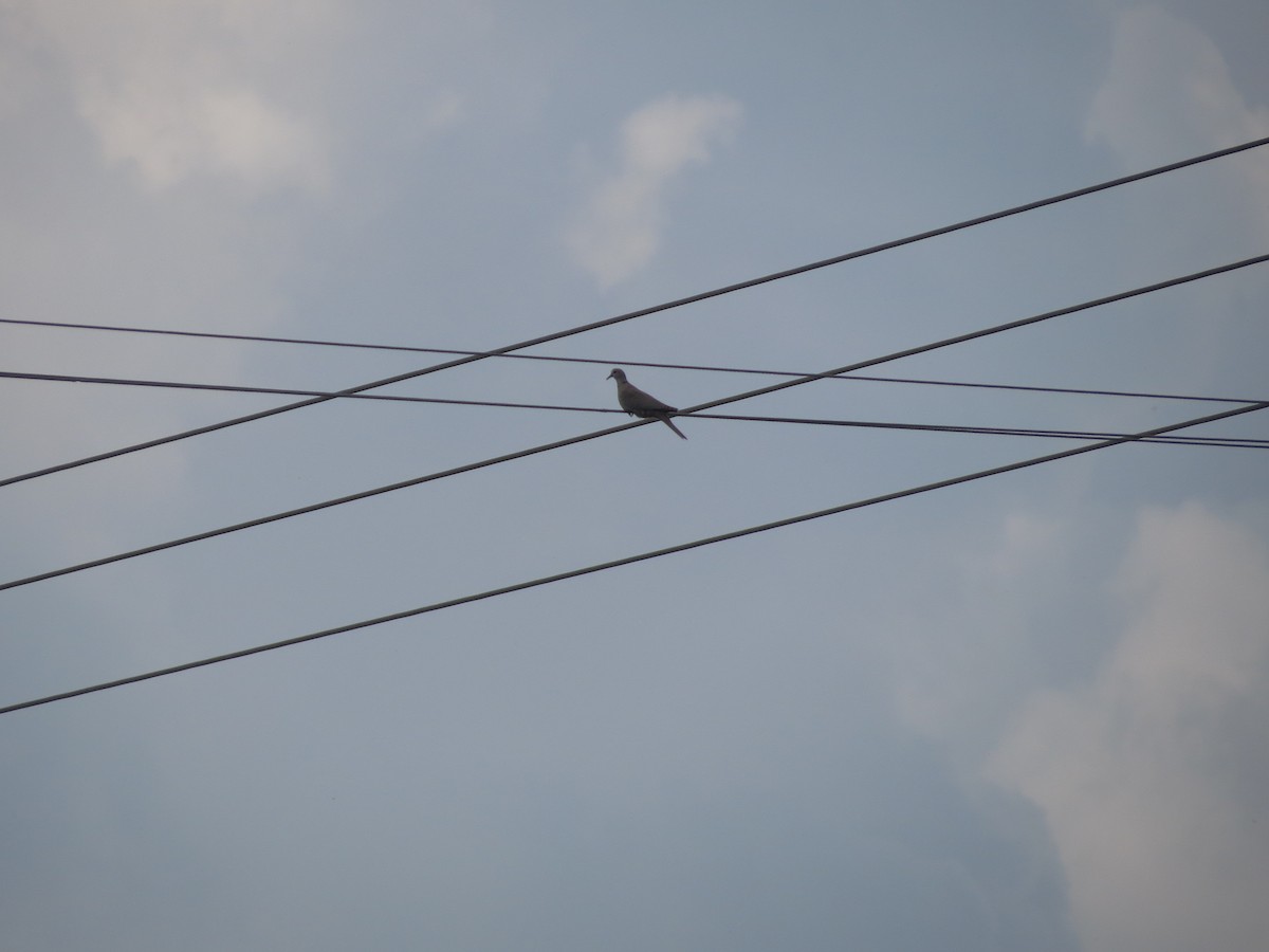 Eurasian Collared-Dove - ML590130341