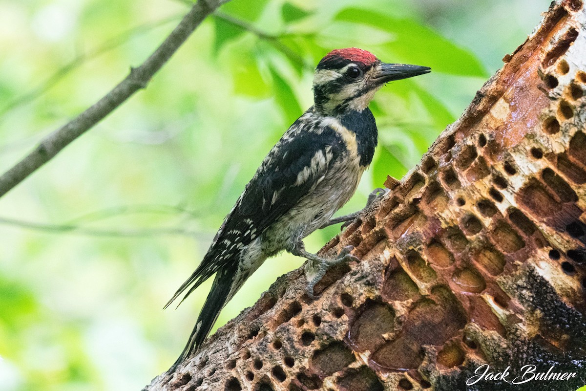 Yellow-bellied Sapsucker - ML590130671