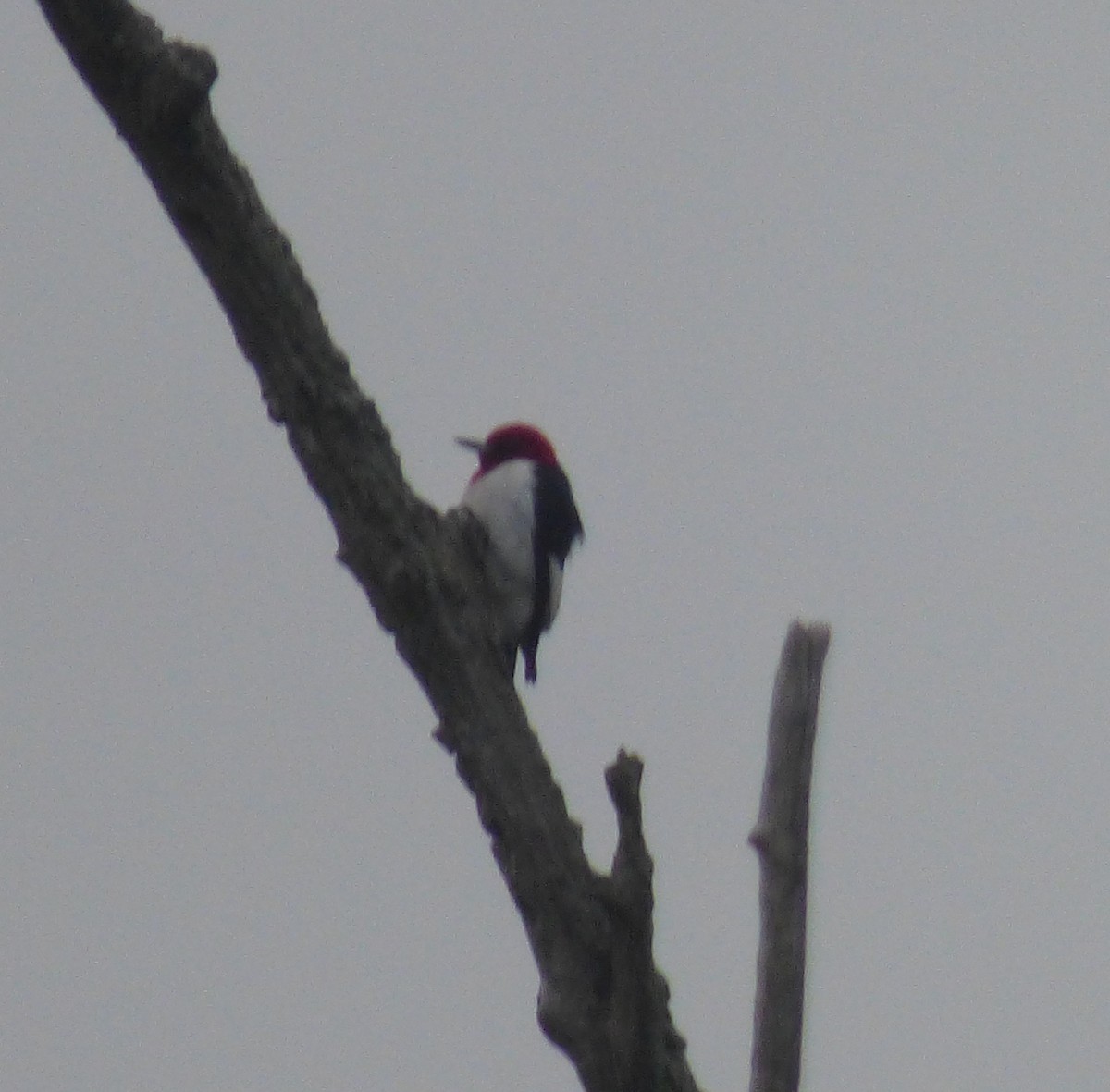 Red-headed Woodpecker - ML590130681
