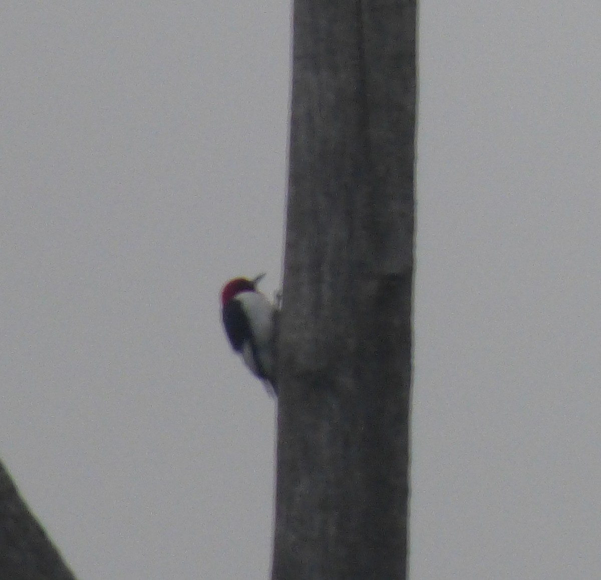 Red-headed Woodpecker - ML590130691