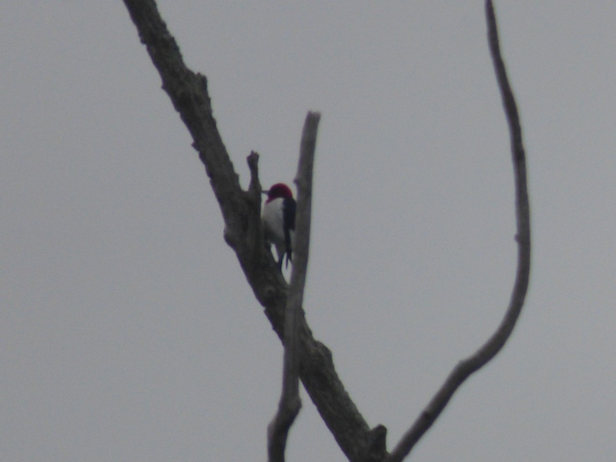 Red-headed Woodpecker - ML590130701