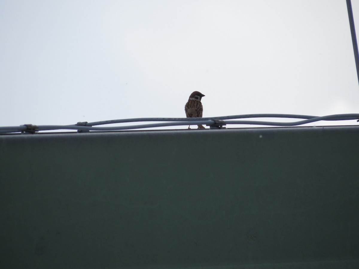 Eurasian Tree Sparrow - ML590131051