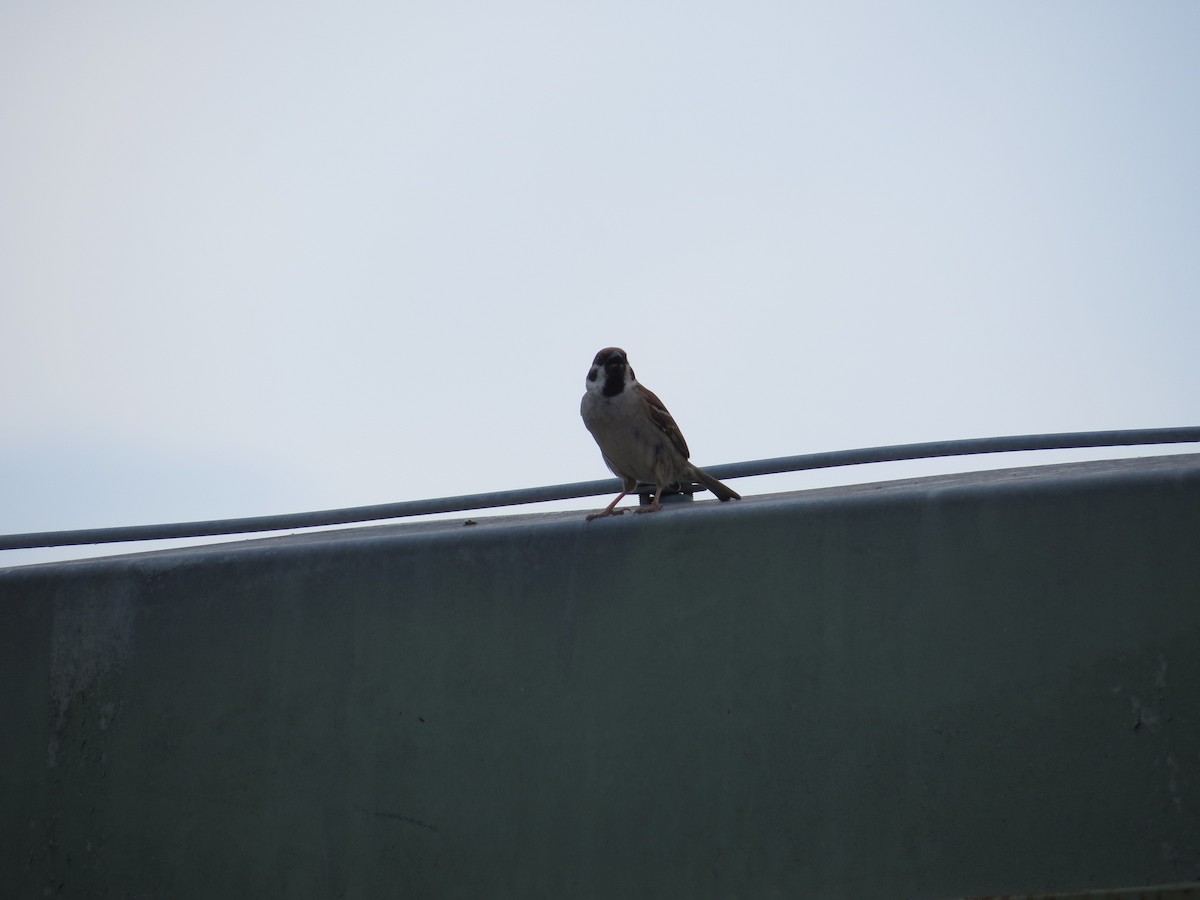 Eurasian Tree Sparrow - ML590131081