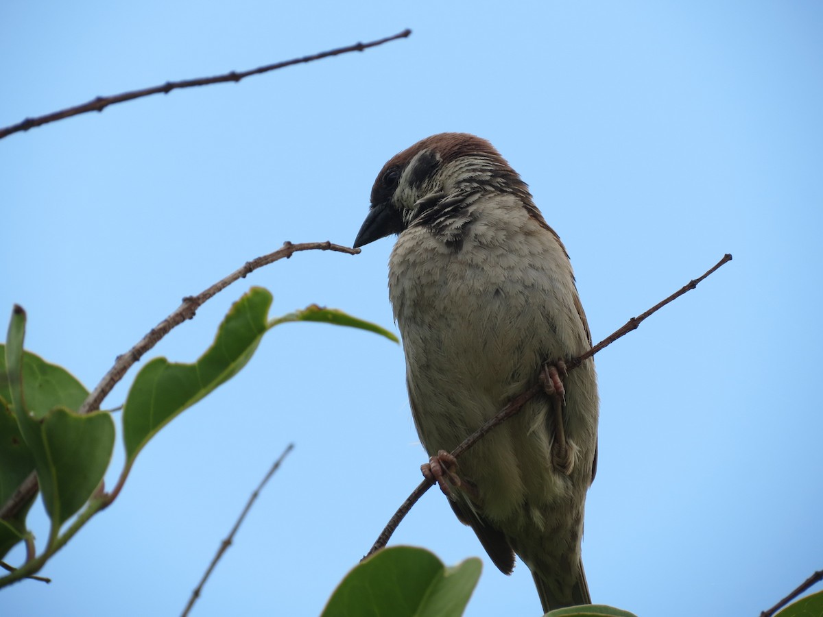 Eurasian Tree Sparrow - ML590131101