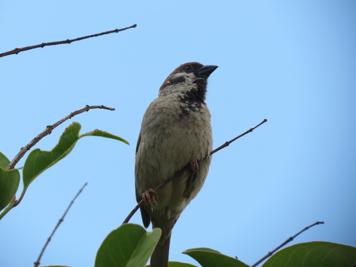 Eurasian Tree Sparrow - ML590131111
