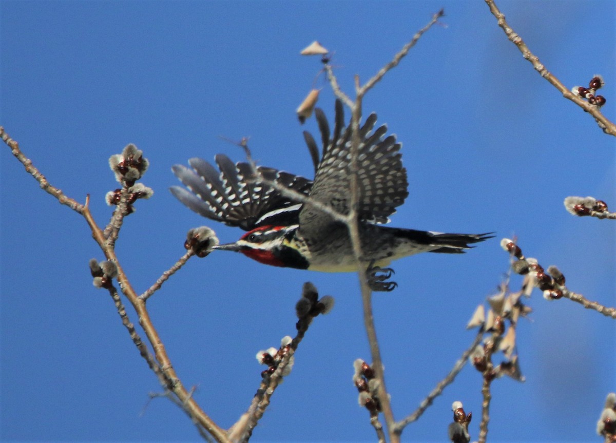 Red-naped Sapsucker - Ann Vaughan