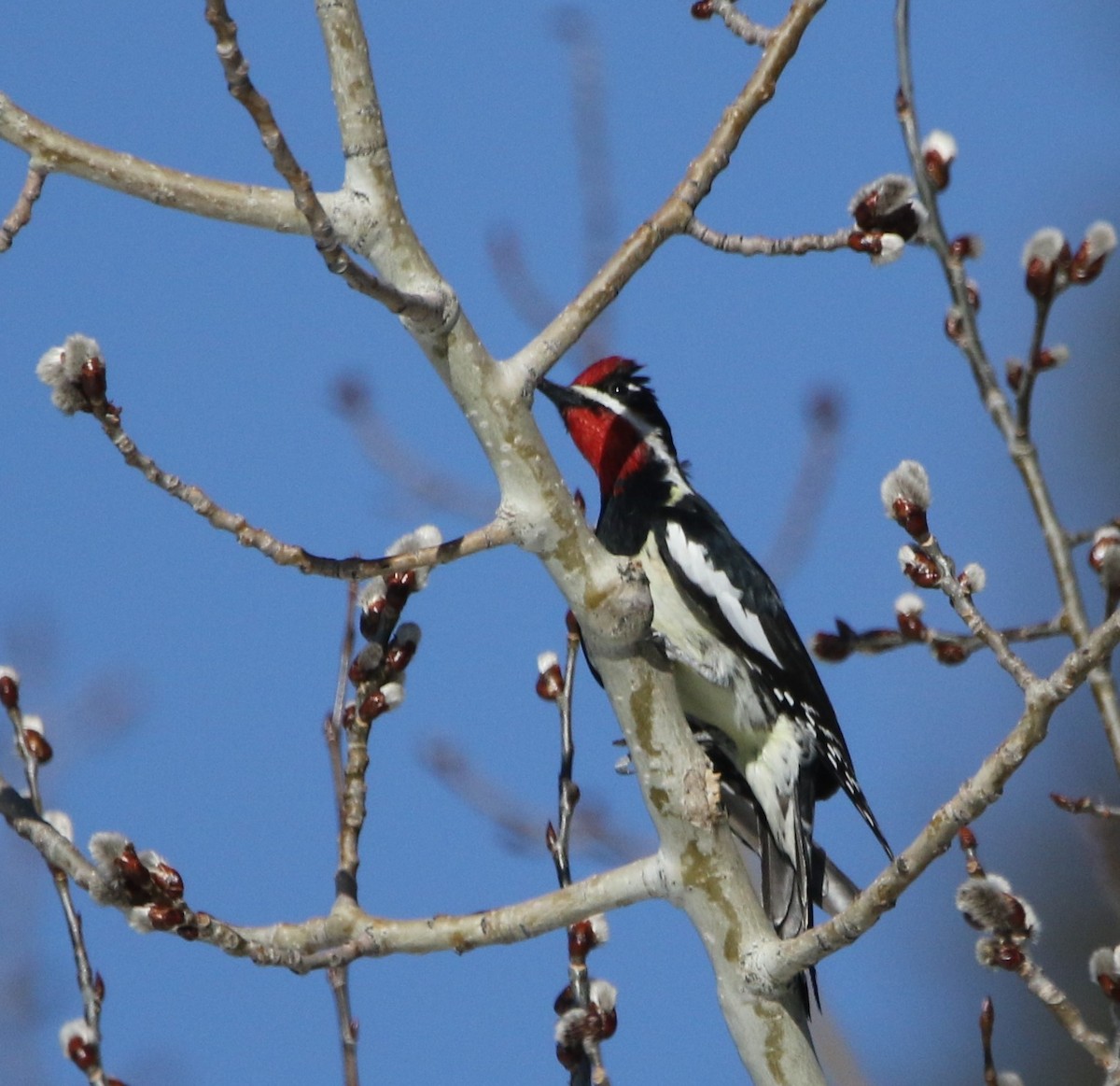 Red-naped Sapsucker - Ann Vaughan