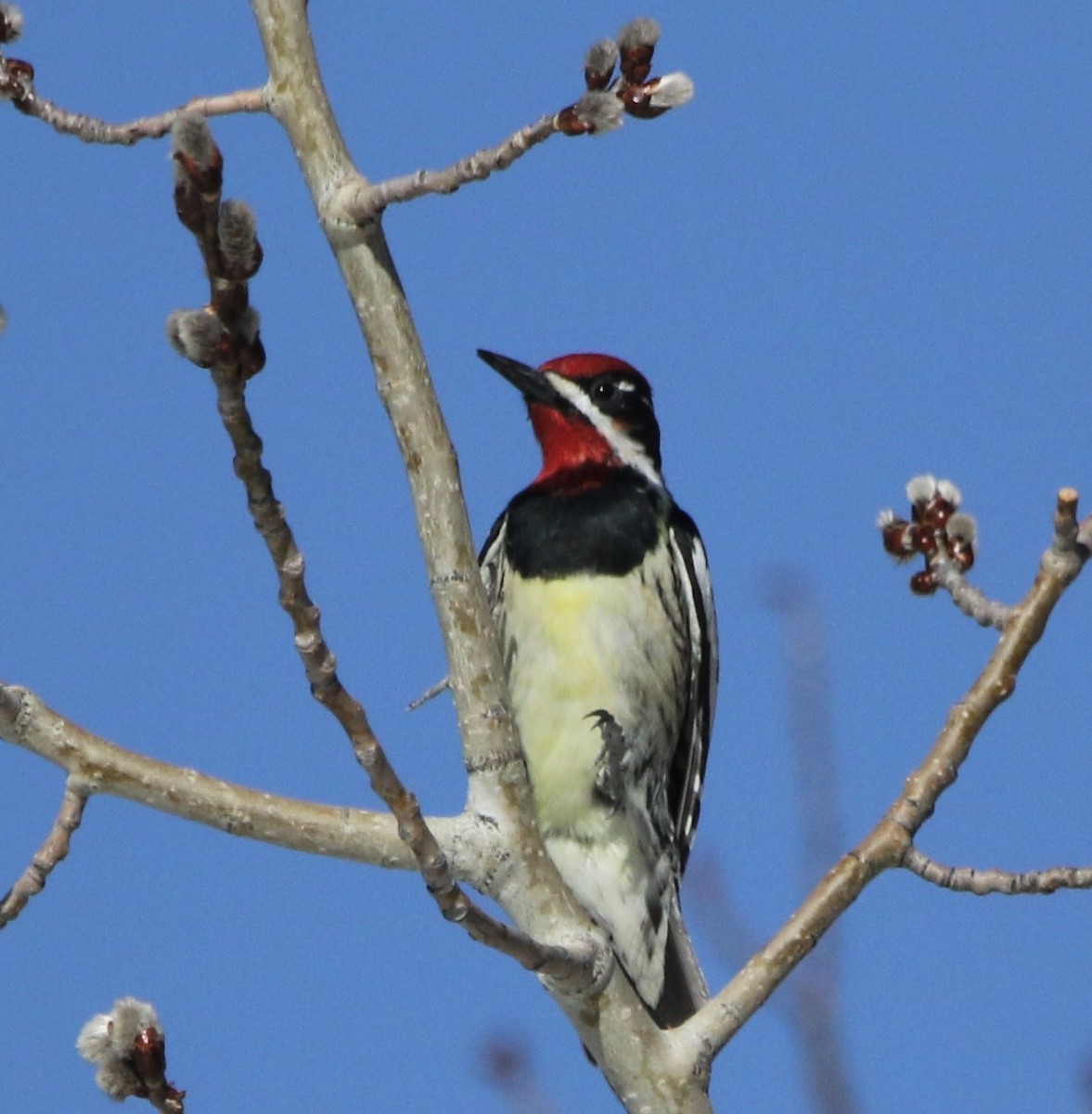 Red-naped Sapsucker - ML590131681