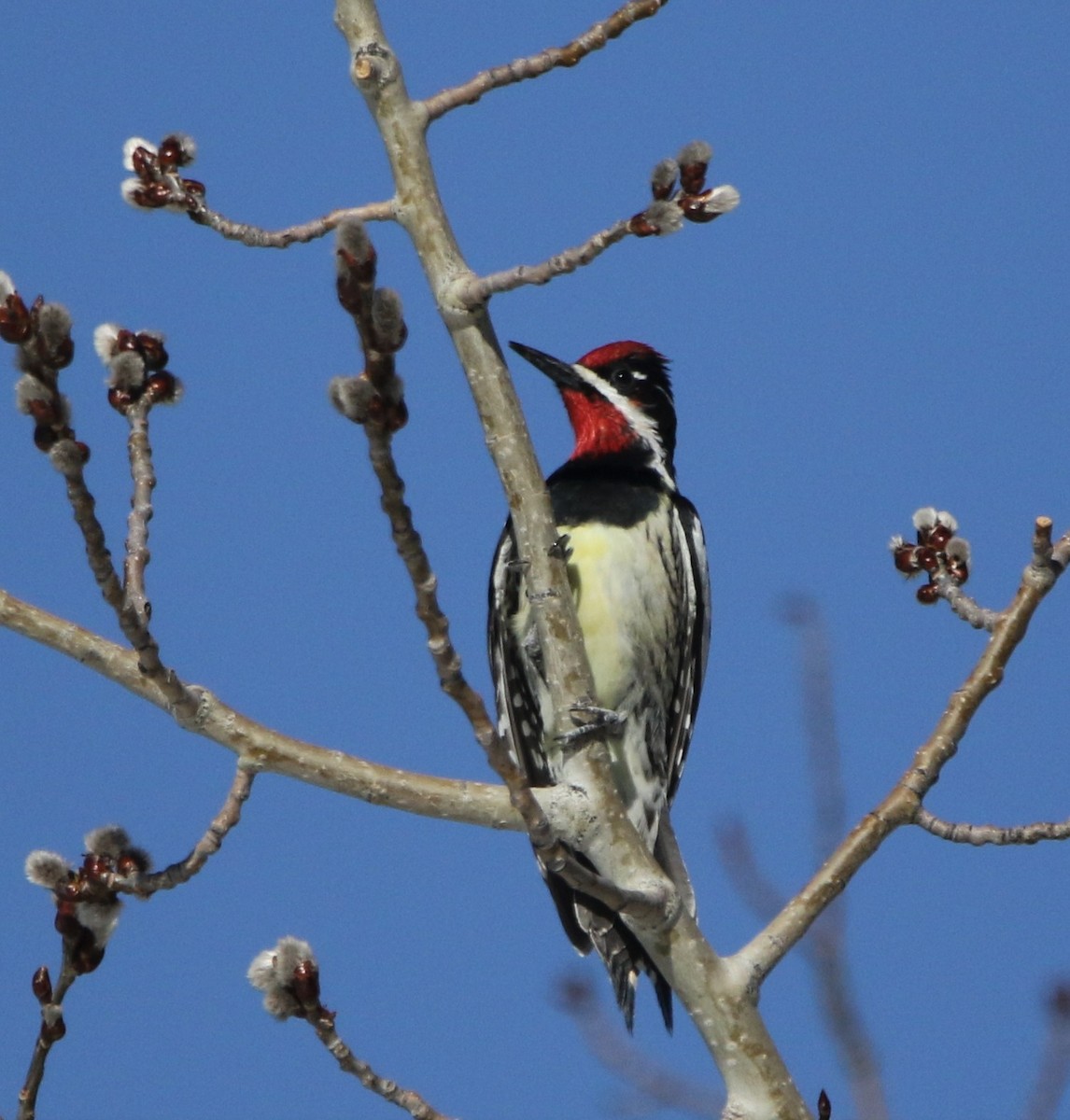 Red-naped Sapsucker - ML590131711