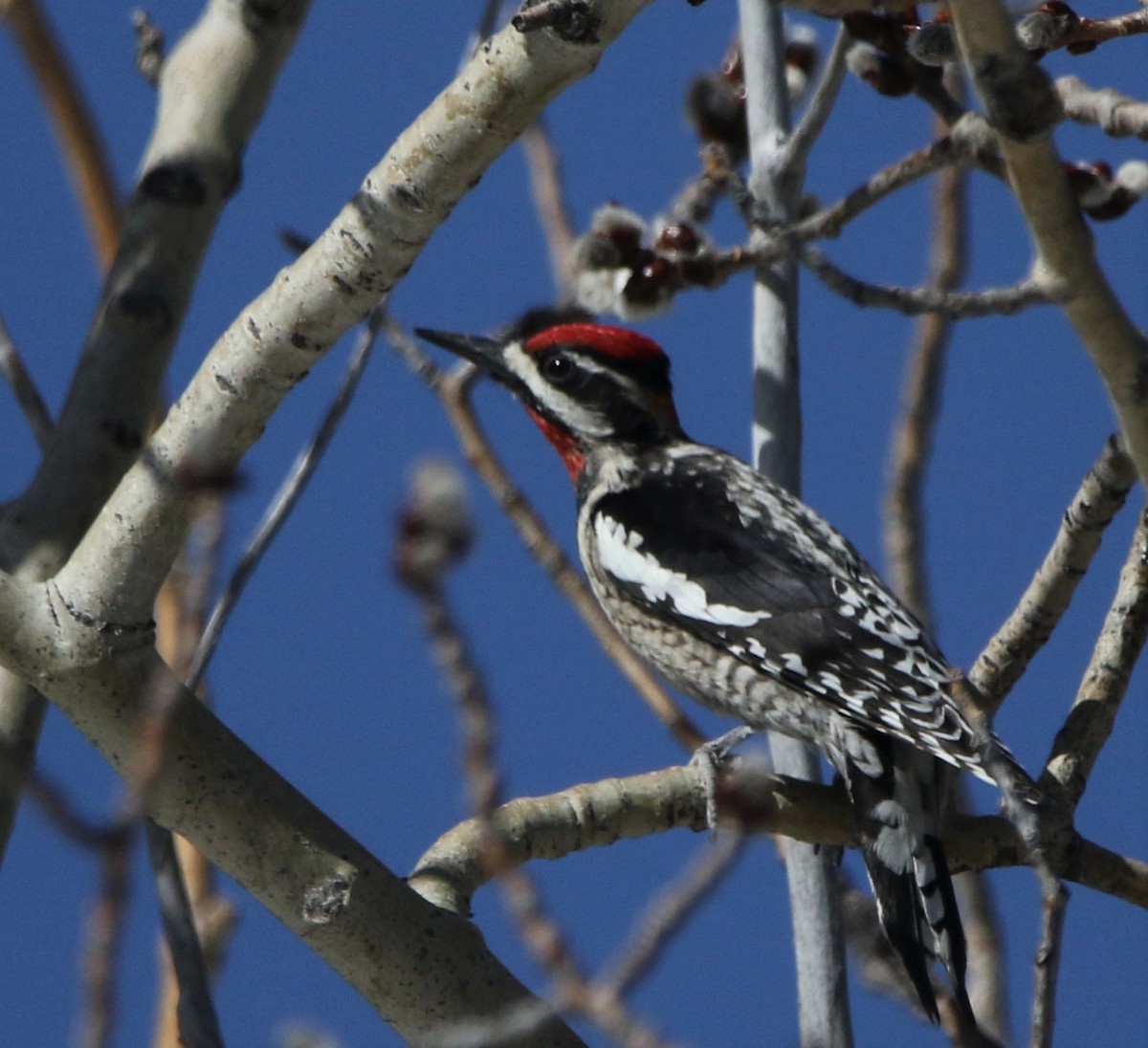 Red-naped Sapsucker - ML590131761