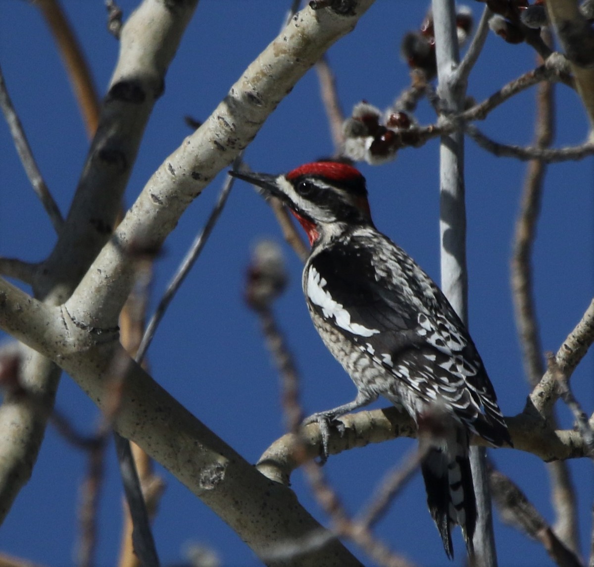 Red-naped Sapsucker - ML590131771